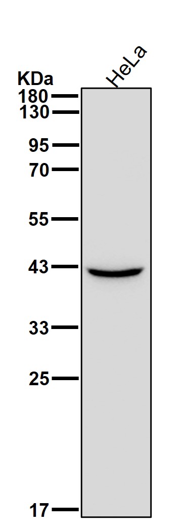 Septin 2 Ab