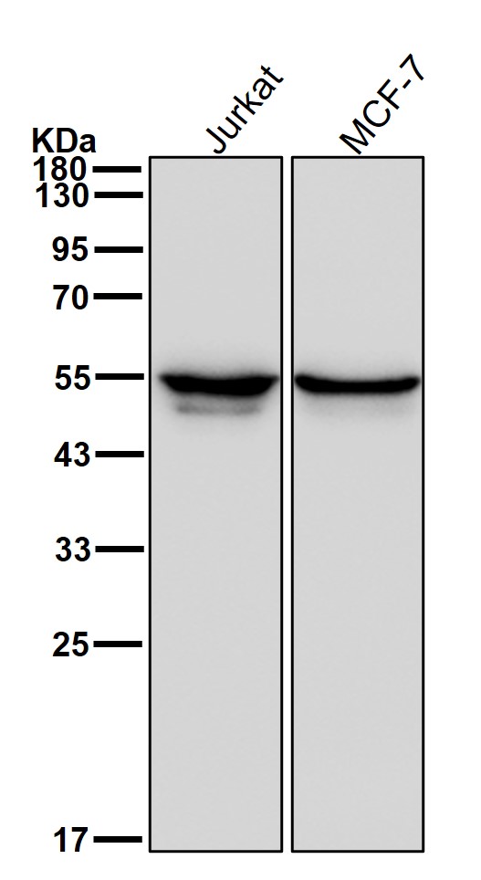 DDX6 Ab