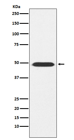 ATP1B1 Ab