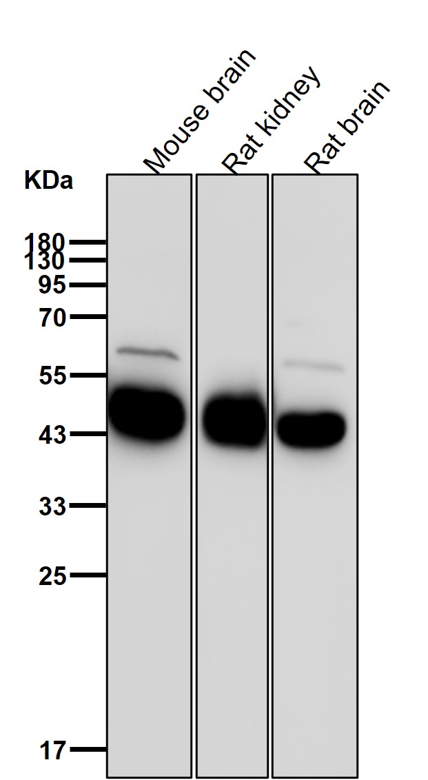 ATP1B1 Ab