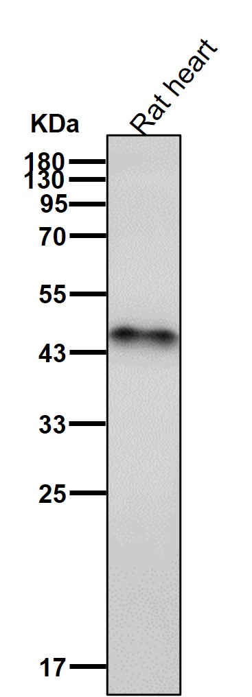 ATP1B1 Ab