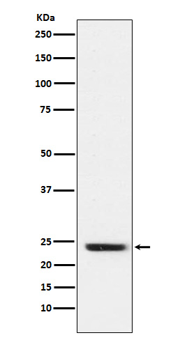 FNDC5 Ab