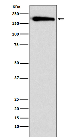 SMARCC1 Ab