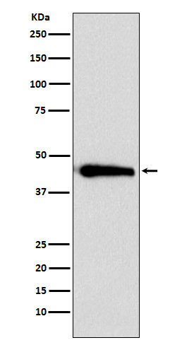 Argininosuccinate synthase 1 Ab