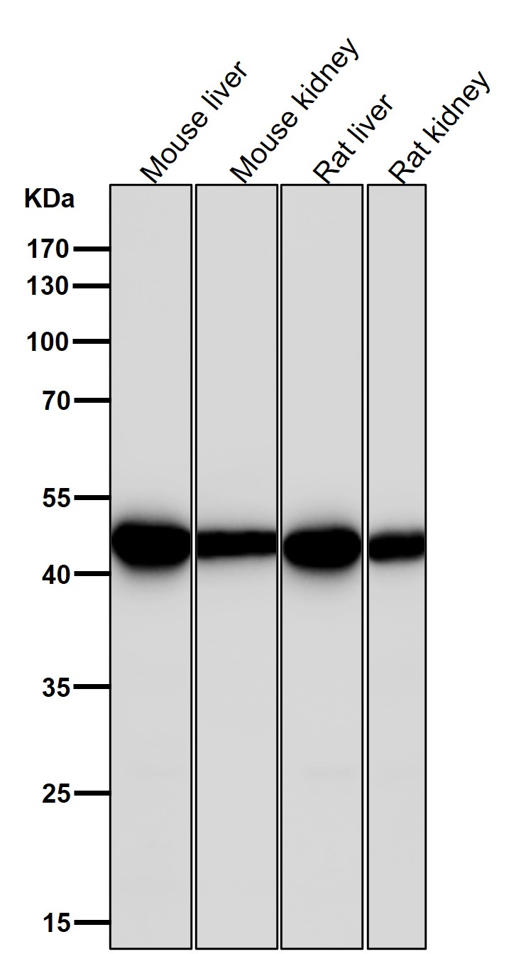 Argininosuccinate synthase 1 Ab