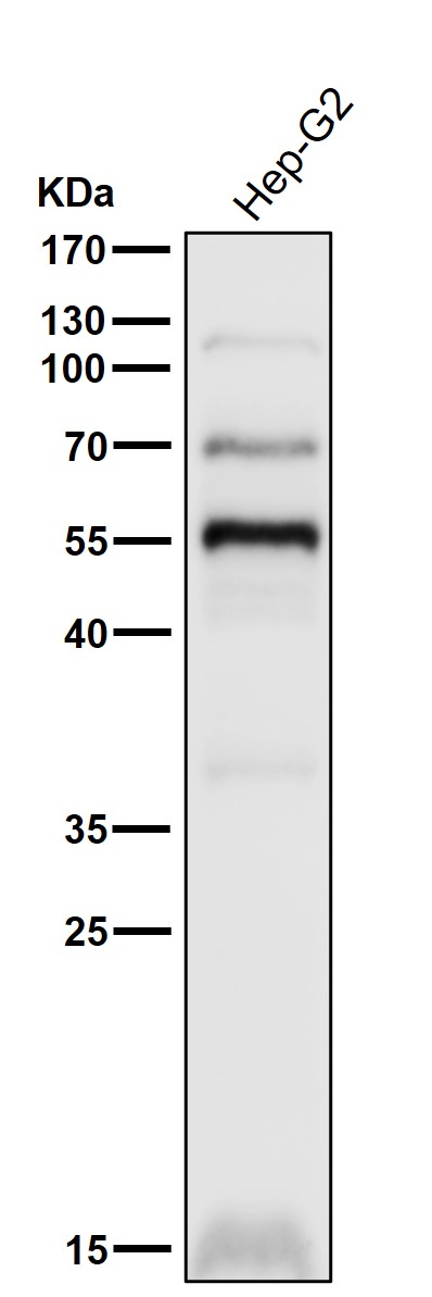 PPAR gamma Ab