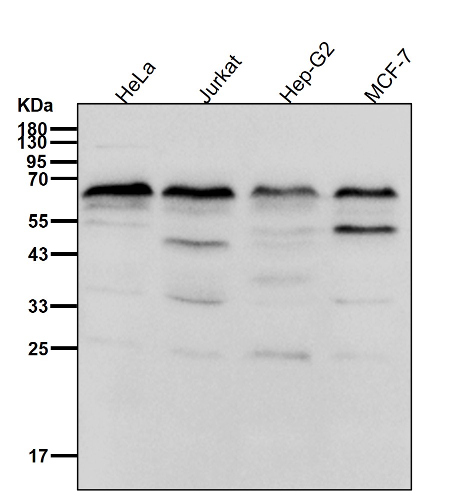 PPAR gamma Ab