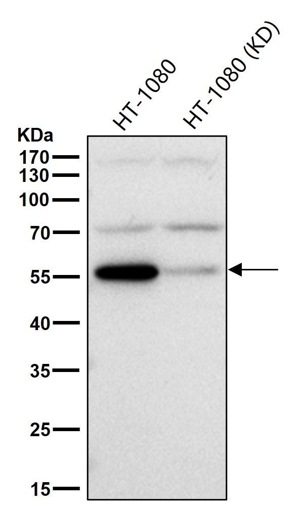 TXNRD2 Ab