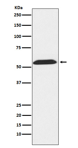 TXNRD2 Ab