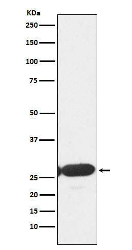 ERp29 Ab