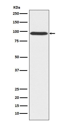 Gephyrin Ab