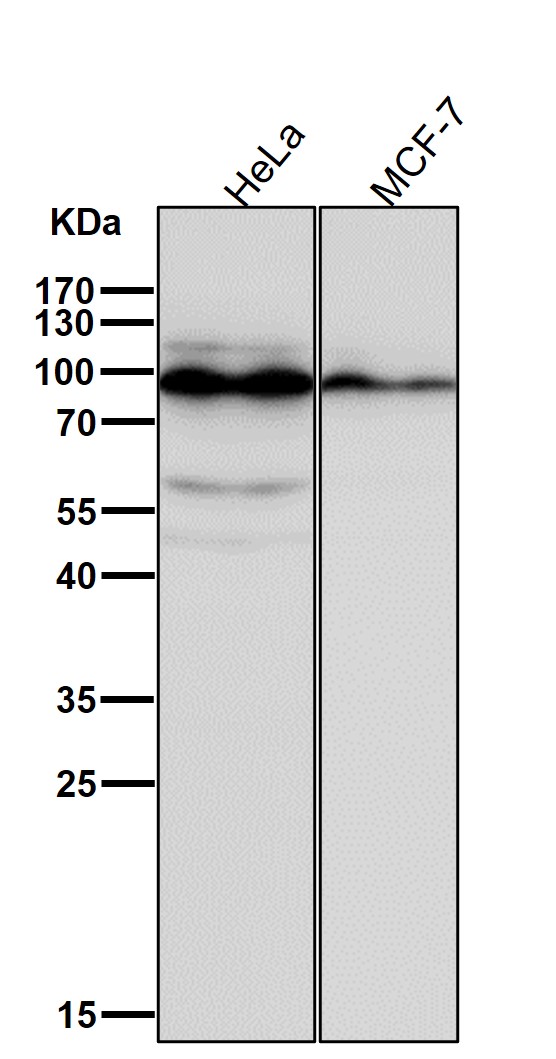 Gephyrin Ab