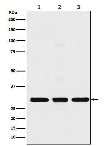 Histone H1.2 Ab