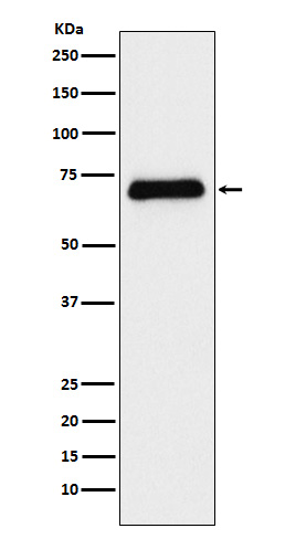 Serotonin transporter Ab