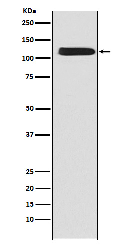 SLC8A1 Ab