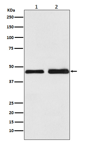 Oxytocin receptor Ab