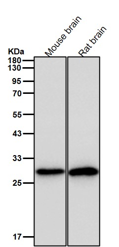 VPS24 Ab