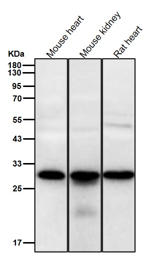 VPS24 Ab