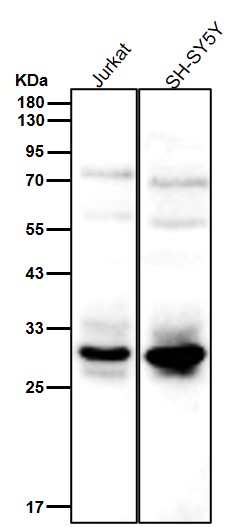 VPS24 Ab