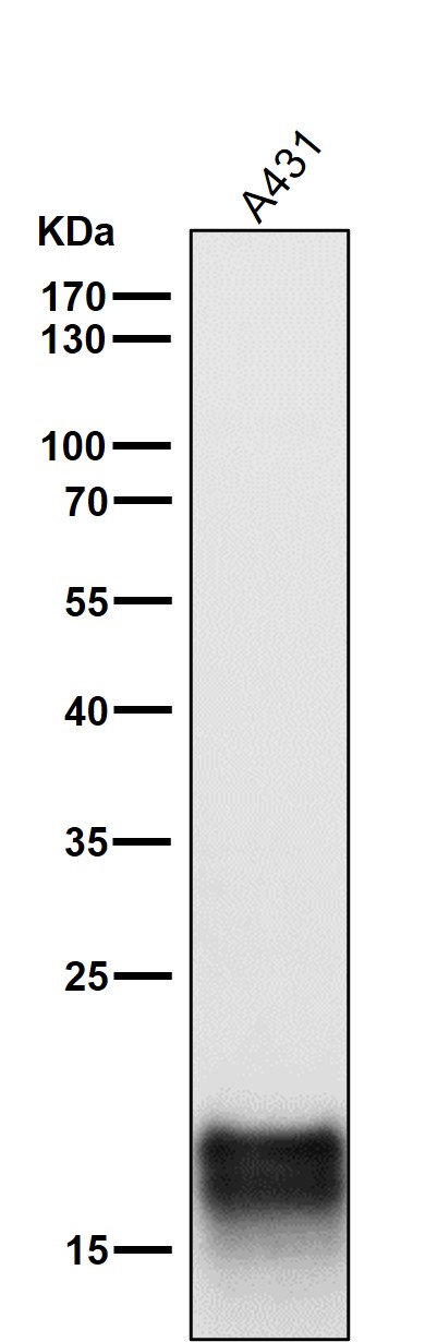 Myosin light chain 9 Ab