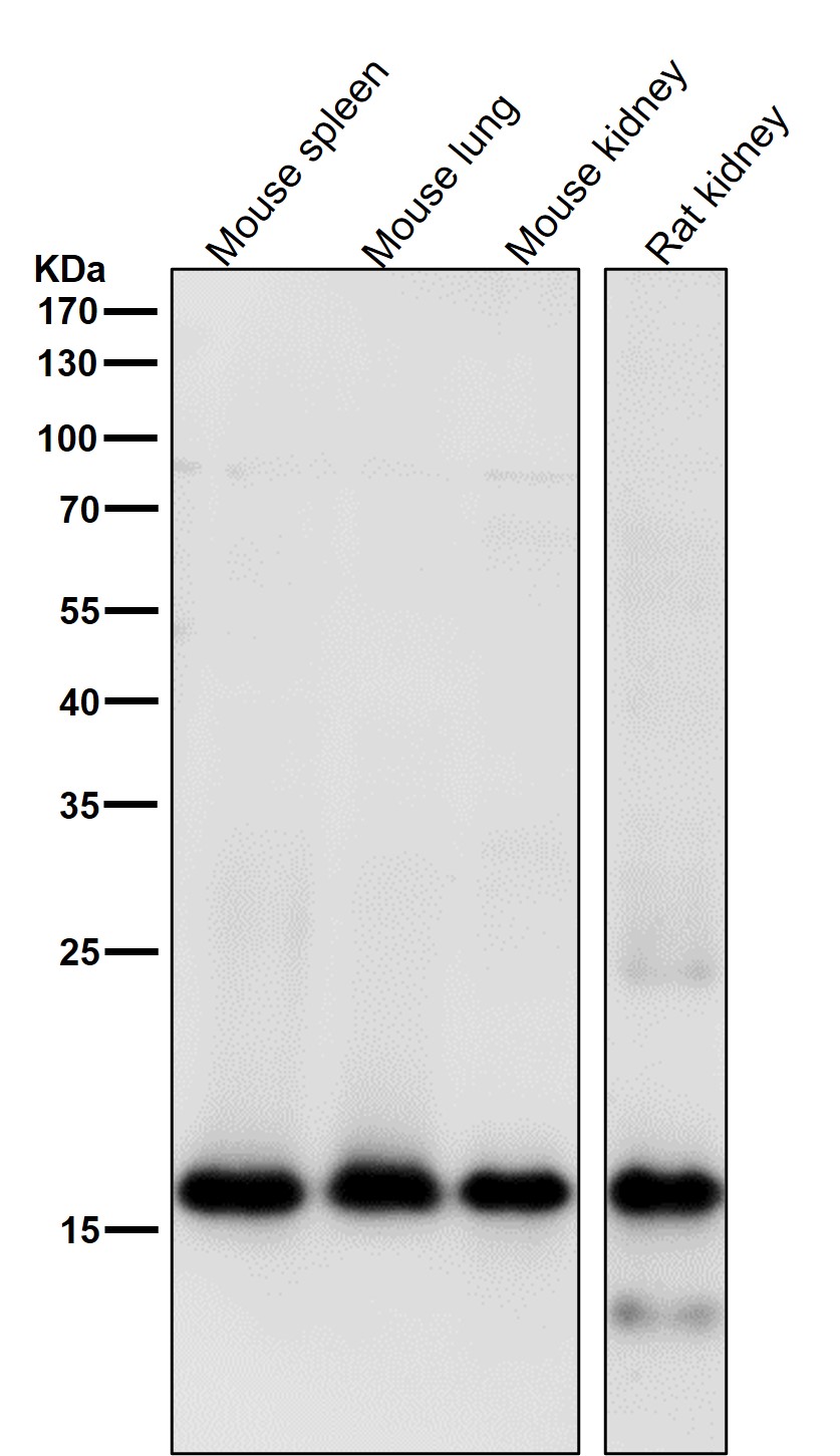 Myosin light chain 9 Ab