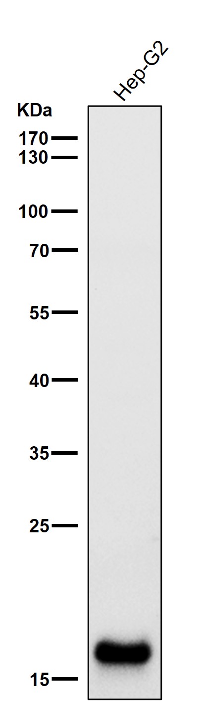 Myosin light chain 9 Ab