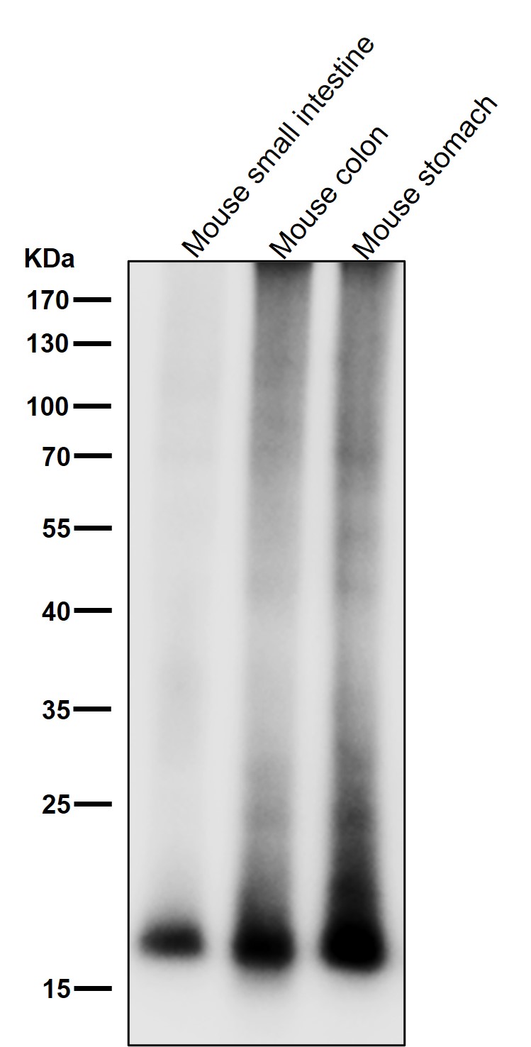 Myosin light chain 9 Ab