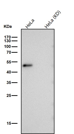 RING1 Ab