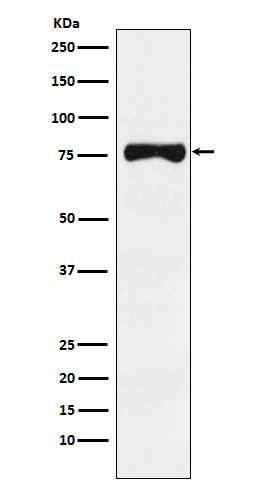 TRP1 Ab