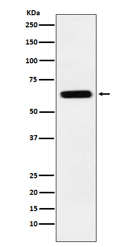 DRP 5 Ab