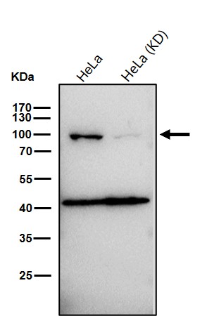 Tax1 binding protein 1 Ab