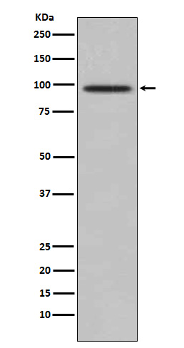 Tax1 binding protein 1 Ab