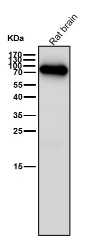 Tax1 binding protein 1 Ab