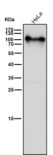 Tax1 binding protein 1 Ab