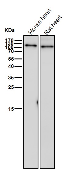 Tax1 binding protein 1 Ab