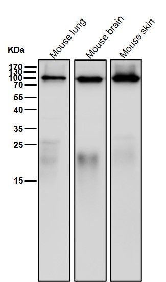 Tax1 binding protein 1 Ab