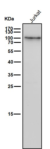 Tax1 binding protein 1 Ab