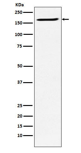 SMC4 Ab