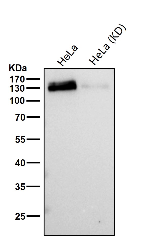 Golgi phosphoprotein 4 Ab