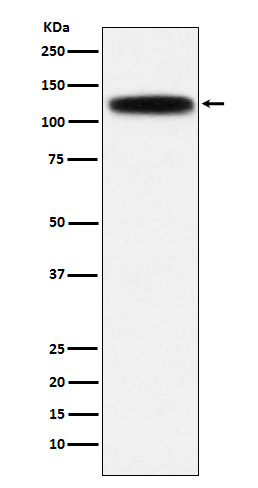 Golgi phosphoprotein 4 Ab