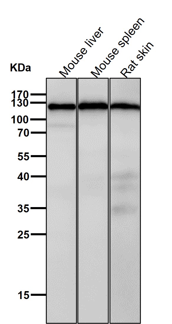 Golgi phosphoprotein 4 Ab