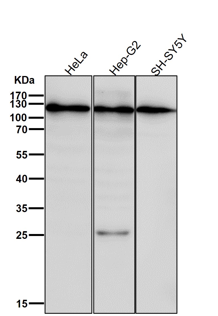 Golgi phosphoprotein 4 Ab