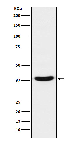 VPS26A Ab