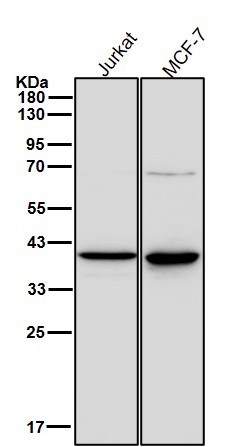 VPS26A Ab