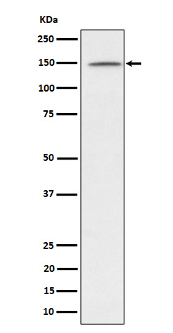 p-PLCG1 (Y1253) Ab