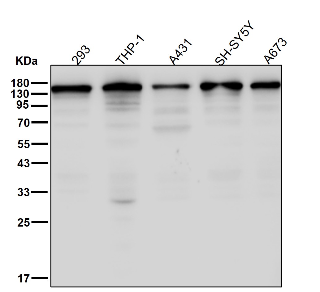 ATP dependent RNA helicase A Ab