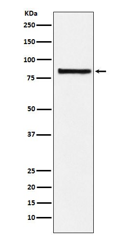 eIF2B5 Ab