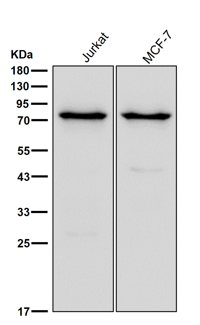 eIF2B5 Ab