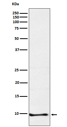 Neuronatin Ab