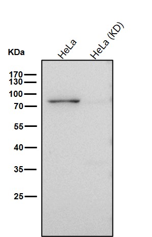 Dip13 alpha Ab